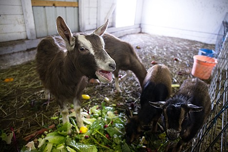 &lt;p&gt;A goat, which was confiscated from a residence near Athol by the Kootenai County sheriff&#146;s department in January, bleats after being fed Thursday afternoon at the North Idaho Fairgrounds.&lt;/p&gt;