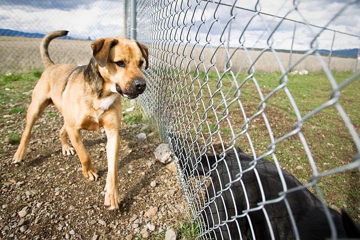 &lt;p&gt;Eldin, a German shepherd mix, plays with another shelter dog Tuesday while outside for exercise at the Kootenai Humane Society. The four-year-old is currently being held at the kennel for a third time.&lt;/p&gt;