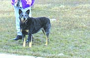 Zoe, a blue heeler, made quite the trip across the United States to be reunited with her owner.