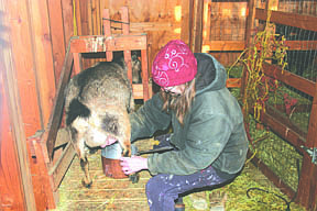 Patty Woodland milks Sarah in the morning. She uses the milk to drink, make cheese and soap, which she sells.