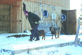 Patty Woodland leads the goats out to the pens, where they'll spend the day before coming back inside at night.