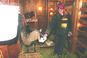 Patty Woodland feeds Pricilla her morning grain.