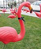 Pink birds invade Ephrata area