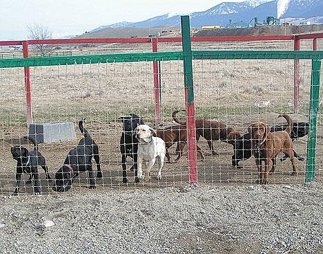 Deputies seized nearly 30 dogs from a man near Eureka who is prohibited by a previous Montana court ruling from owning any dogs.