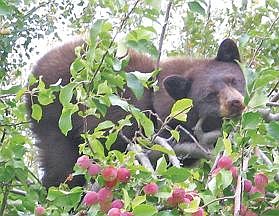 Courtesy/Montana Fish, Wildlife and Parks A black bear snacks in the Montana backcountry. Black bears occupy about 45 percent of the western and west-central end of the state.