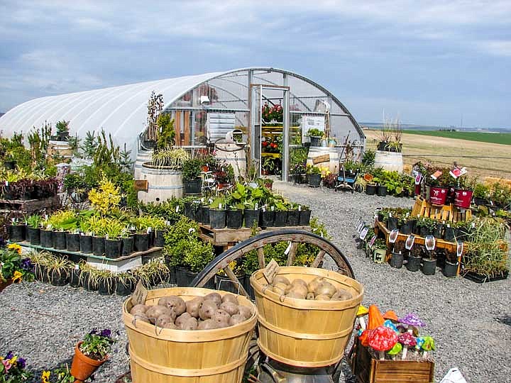 Seed potatoes are among the many products offered by the Seed Cupboard.