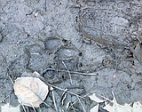 Wolf numbers holding their own, FWP says