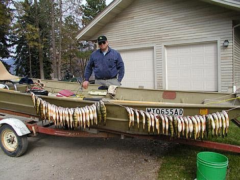 Dick Zimmer stands behind a string of perch caught in South Bay on Flathead Lake last April. With warmer weather approaching, the perch fishing on the south end of Flathead Lake should good by next week, Zimmer says. Perch are a non-native species. Photo courtesy of Dick Zimmer/Zimmer Tackle