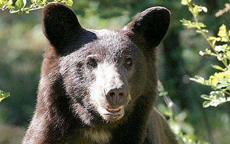 Photos by Ed Moreth A black bear exits a wooded area, most likely in search for food. People haven&#146;t seen a lot of black bears yet this year, most likely because of the long winter.