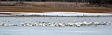 Flocks descend on the Flathead