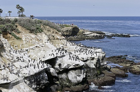 &lt;p&gt;Tourists watch the massive bird gathering on the cliffs in the La Jolla section of San Diego, April 2. The birds have turned the cliffs white with their droppings and caused a stench in the area.&lt;/p&gt;