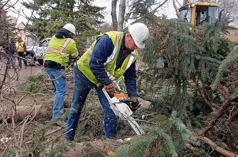 Kalispell Public Works employee Duane Schieffer takes a chainsaw to a fallen tree near the corner of Seventh Street West and Eighth Avenue West on Thursday afternoon. High winds toppled trees around the valley.