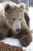Kodiak brown bear on the lam