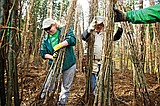 Free tree event returns