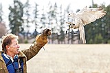 Flight of the Falcon