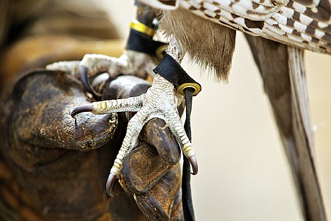 &lt;p&gt;JEROME A. POLLOS/Press Taggart attaches bells and radio transceivers to his falcons during training session in the event the birds decide not to return.&lt;/p&gt;