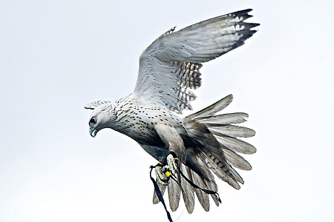 &lt;p&gt;JEROME A. POLLOS/Press Taggart's gyrfalcon changes direction in mid flight to close in on a pigeon used during a training flight.&lt;/p&gt;