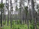Clearcut, thinning proposed near Martin Creek