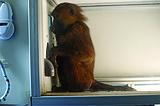Baboons can learn to spot real words
