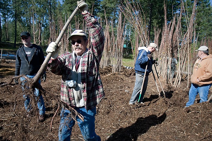 &lt;p&gt;JULIA MOORE/Press Volunteer Ken Cook prepares to give away a tree Saturday morning at Q'emiln Park in Post Falls. Around 3,000 landscape trees were given away to Post Falls residents as part of Arbor Day activities.&lt;/p&gt;