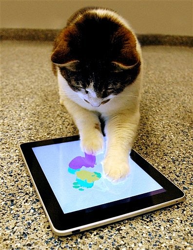 &lt;p&gt;This image provided by the SPCALA shelter shows a &quot;painting&quot; produced by a cat using the iPad app, Paint for Cats Thursday in Long Beach, Calif. The results were so compelling, the shelter turned them into notecards and are selling them online for $5.99 a pack. The Los Angeles animal shelter is hoping a few crafty cats can sell their artwork. (AP Photo/SPCALA)&lt;/p&gt;