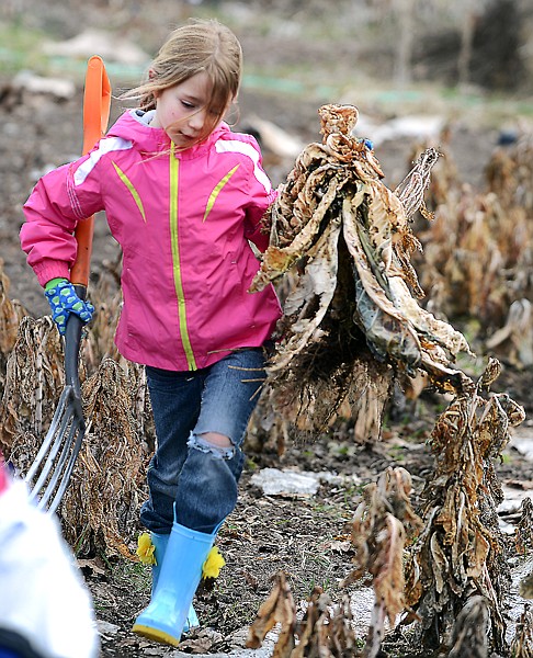 <p>Grace Stickney, 8, of Kalipsell pulling Dinosaur Kale on Saturday, April 6, at Purple Frog Organic Farm in Whitefish. (Brenda Ahearn/Daily Inter Lake)</p>