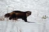 Judge: Decision to not list wolverines was the wrong one