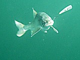 CSKT looks to remove lake trout