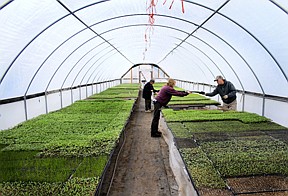 From left, Michele Furry, Lisa Syme and Bill Furry, place seedling trays in a greenhouse at Montana Nursery on Friday afternoon.  Michele and Bill own the business, and are getting ready to start sales for the season.