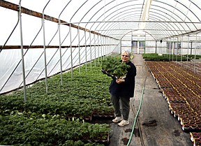 Michele Furry, owner of Montana Nursery in Plains, holds a flat of Husky cherry tomatoes in a greenhouse.  The nursery is a wholesale distributor for Bonnie Plants, and they grow 21 varieties of tomato plants.