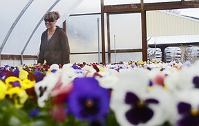 Della Garrison stands in one of the five greenhouses at Lynch Creek Nursery, located in Plains, which she has owned for about 13 years.  The nursery sells trees, annual and perennial flowers, vegetables and herbs, as well as potted plants, arrangments and garden decorations.  The nursery will be open for the season starting April 16.