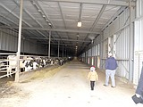 Avila Dairy buys, harvests neighbors' crops
