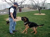 Harley, the Othello Police Department's German Shepherd, retires from K-9 unit