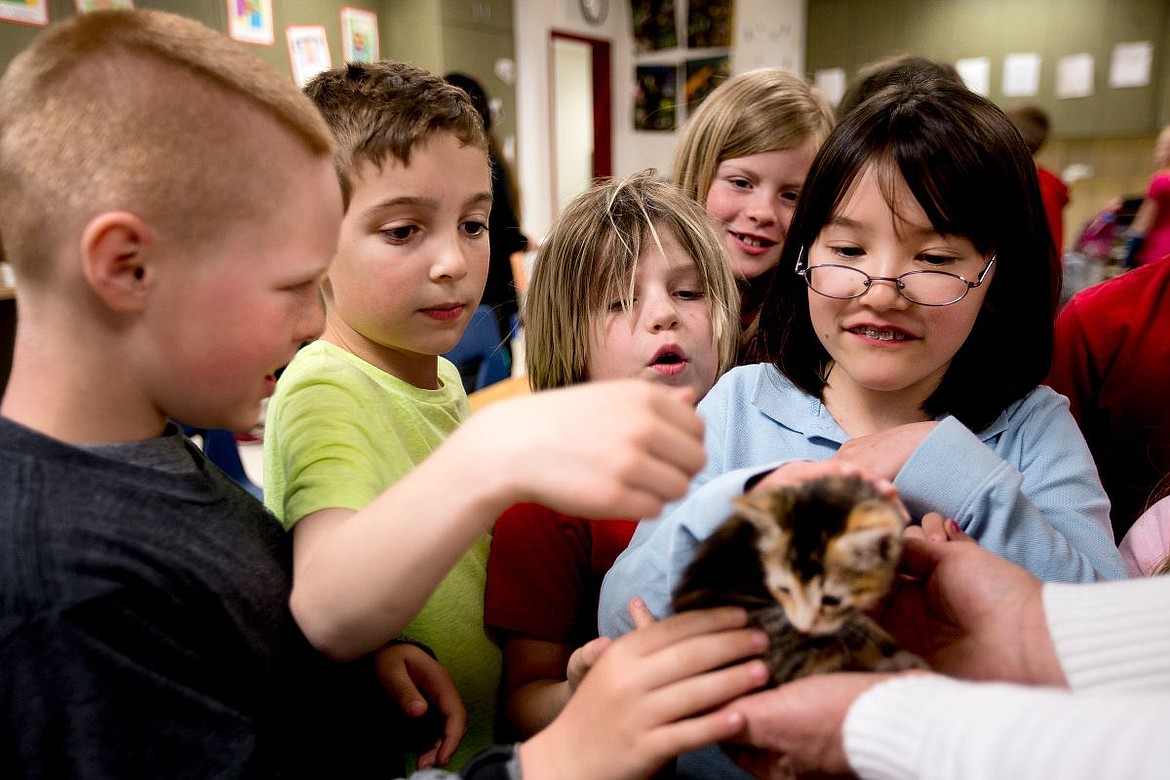 &lt;p&gt;From left to right, Ramsey Elementary third-graders Morgan Jaskey-Klouer, Baden Van Ling, Anders Kersey, and Ashlyn Craigie pet a four-week-old calico kitten on Wednesday during the school&#146;s annual Science Cafe. At the cafe, students had the opportunity to learn about careers of their choice. This year, they visited with Vicki Nelson of the Kootenai County Humane Society and veterinarian Nichole Leonard.&lt;/p&gt;