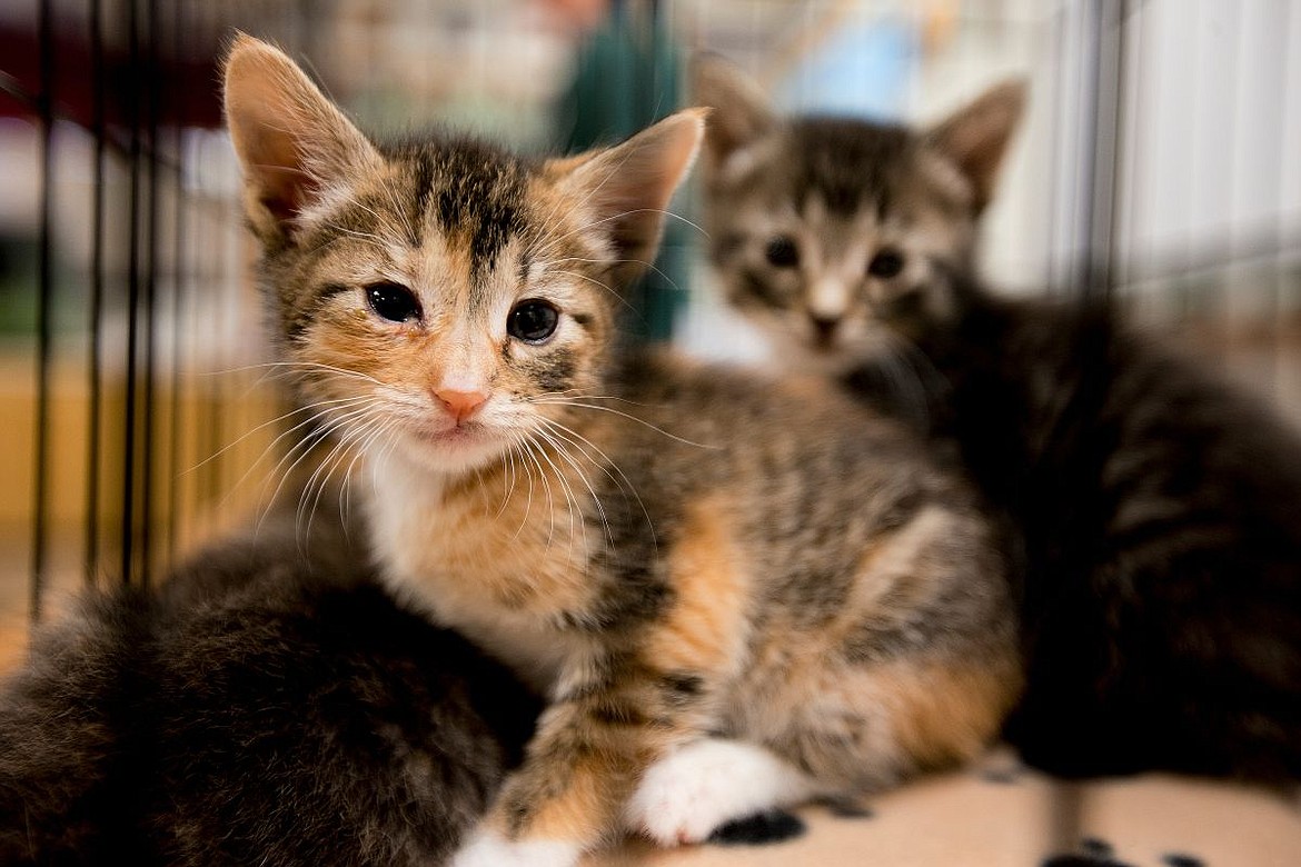 &lt;p&gt;Four-week-old calico kitten siblings hang out on Wednesday at the Ramsey Elementary School Science Cafe. At the annual cafe, students learned about what it's like being a veteranarian and a humane society employee, and had the opportunity to pet the kittens.&lt;/p&gt;
