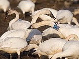 Scientists tracking migration to learn more about virus, birds