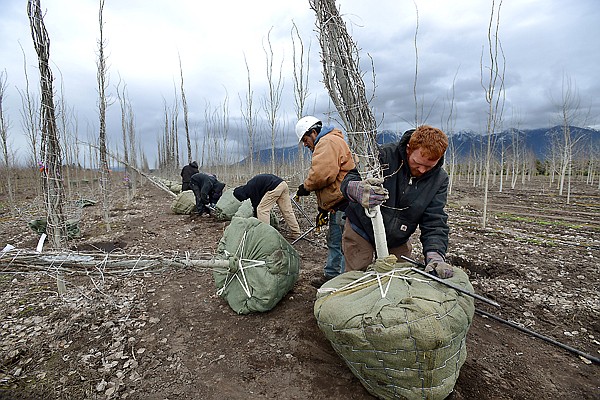 &lt;p&gt;Jesse Hofler, right, and Javier Lopez dig trees on Thursday at Four Seasons Nursery east of Kalispell. (Brenda Ahearn photos/Daily Inter Lake)&lt;/p&gt;