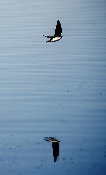 &lt;p&gt;A swallow skims across the water of a pond off Creston Road on Tuesday afternoon, April 9, in Creston. (Brenda Ahearn/Daily Inter Lake)&lt;/p&gt;