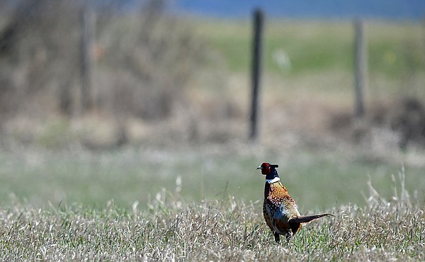 &lt;p&gt;A rooster pheasant pops his head up from the grass on Tuesday afternoon, April 9, in Creston. (Brenda Ahearn/Daily Inter Lake)&lt;/p&gt;