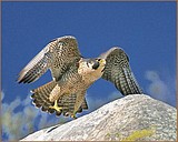 Local researcher keeps an eye on fastest falcon
