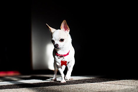 &lt;p&gt;Uno Solo, an orphaned chihuahua, searches for a treat at the Power of the Paw animal rescue in Rathdrum Thursday. The loving pet was involved in a recent fatal car accident and was uncovered two days later during a vehicle examination.&lt;/p&gt;