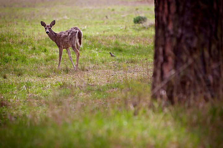 &lt;p&gt;JEROME A. POLLOS/Press A deer, beginning to lose its winter coat, grazes in a field Monday near Hayden Lake.&lt;/p&gt;