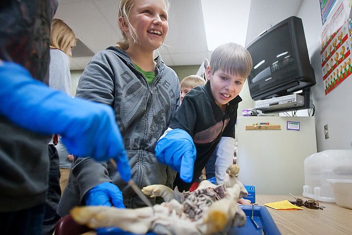 &lt;p&gt;JULIA MOORE/Press Emily Vergeer and Cody Peterson, fifth-graders at Ramsey Elementary School, react to a dissected pig Thursday afternoon. Paula Lambert, North Idaho College instructor in the natural science division, volunteered her time to educate and encourage students to take interest in the science fields.&lt;/p&gt;