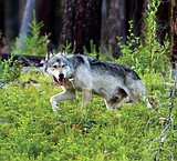 Wolf numbers: Still higher than recovery goals