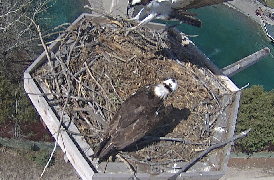 snappy's osprey cam