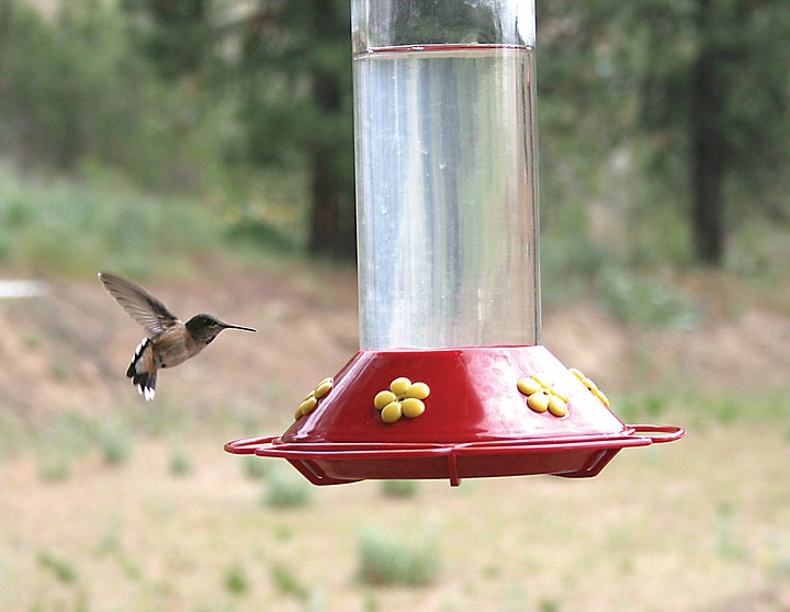 Hummerbird feeder near Davenport