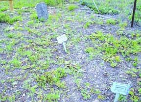 This photo shows some old aluminum markers that used to mark graves. Sometimes the old markers will only have a first name.