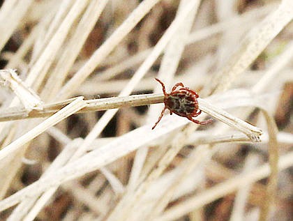 Tick season is in full swing | Bonners Ferry Herald