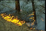 Prescribed burns planned in forest