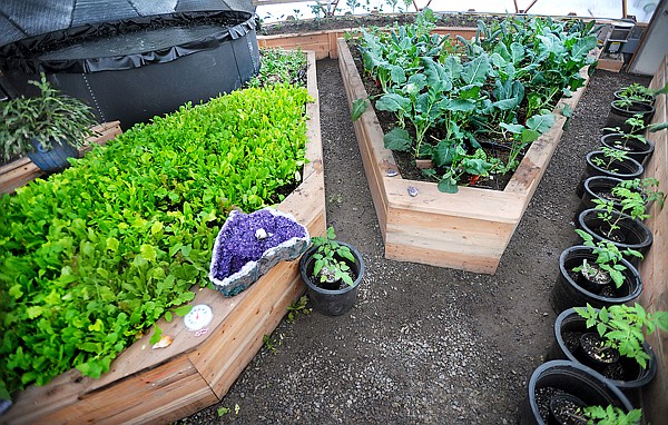 Raise plots with 6 types of lettuce, left, broccoli and chard, center, and rows of tomato plants waiting to be transplanted on Wednesday at the Peaceful Garden in Swan Lake. In the background, top left, is one of two water tanks which act as heat sumps, storing warmth in the day and releasing it as the nights get cold. The tanks will eventually be filled with flowering water plants and koi.